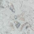 Eucalyptocrinus and Holocystites Fossils - Indiana #47111-4